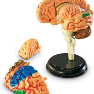 MODELO ANATOMICO CEREBRO HUMANO