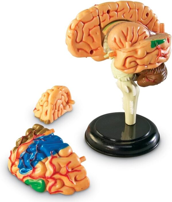 MODELO ANATOMICO CEREBRO HUMANO