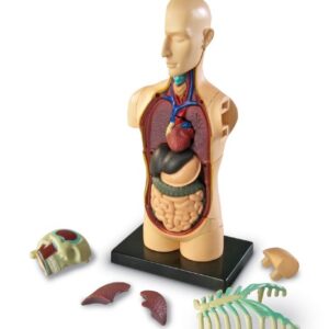 MODELO ANATOMICO CUERPO HUMANO