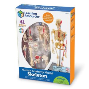 MODELO ANATOMICO ESQUELETO HUMANO