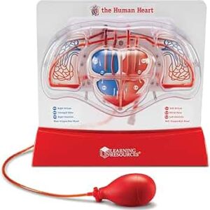 MODELO ANATOMICO CORAZON QUE BOMBEA