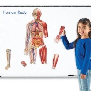 ROMPECABEZAS MAGNETICO AMBOS LADOS CUERPO HUMANO