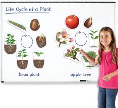 SET MAGNETICO CICLO DE VIDA, PLANTA