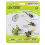 CICLO DE VIDA EN CONCRETO: RANA