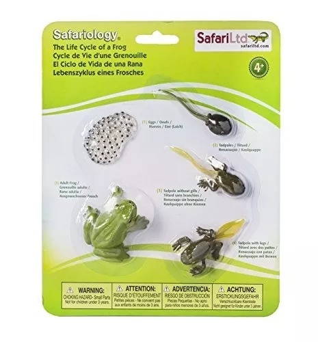 CICLO DE VIDA EN CONCRETO: RANA