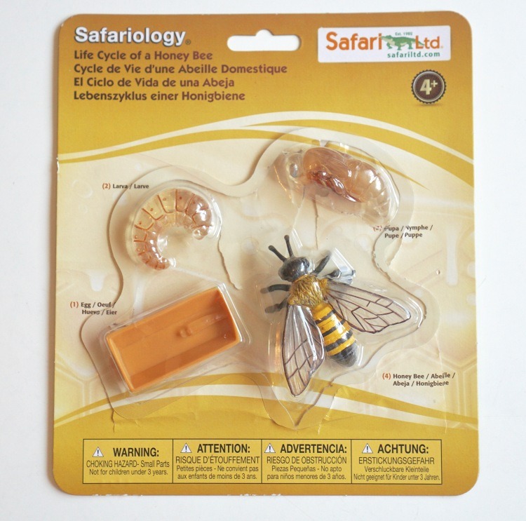 CICLO DE VIDA EN CONCRETO: ABEJA