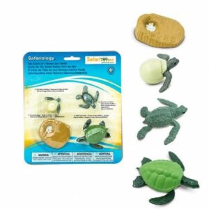 CICLO DE VIDA EN CONCRETO: TORTUGA VERDE