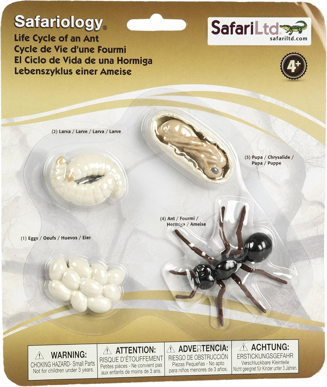 CICLO DE VIDA EN CONCRETO: HORMIGA