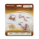 CICLO DE VIDA EN CONCRETO: GUSANO