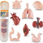 TOOB: ORGANOS HUMANOS, SET DE 8